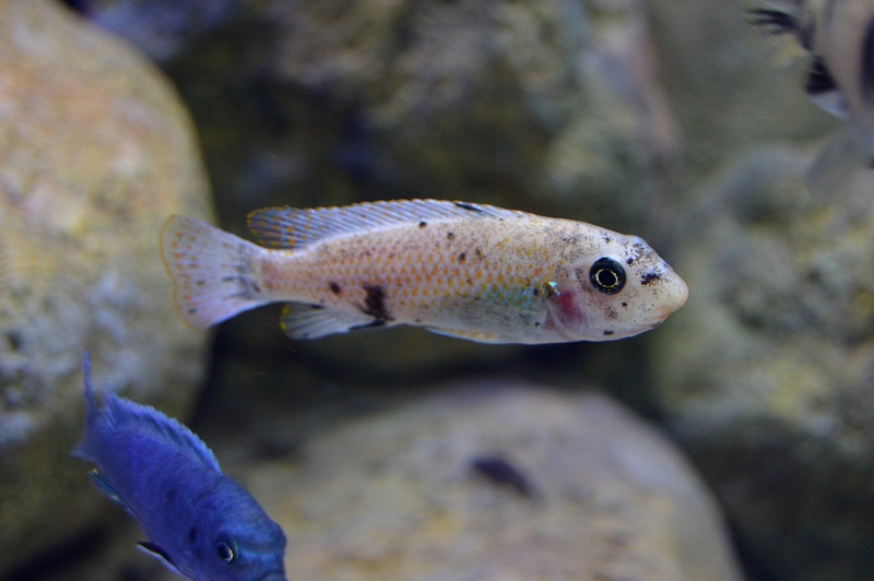 Labeotropheus trewavasae 'Higga Reef'